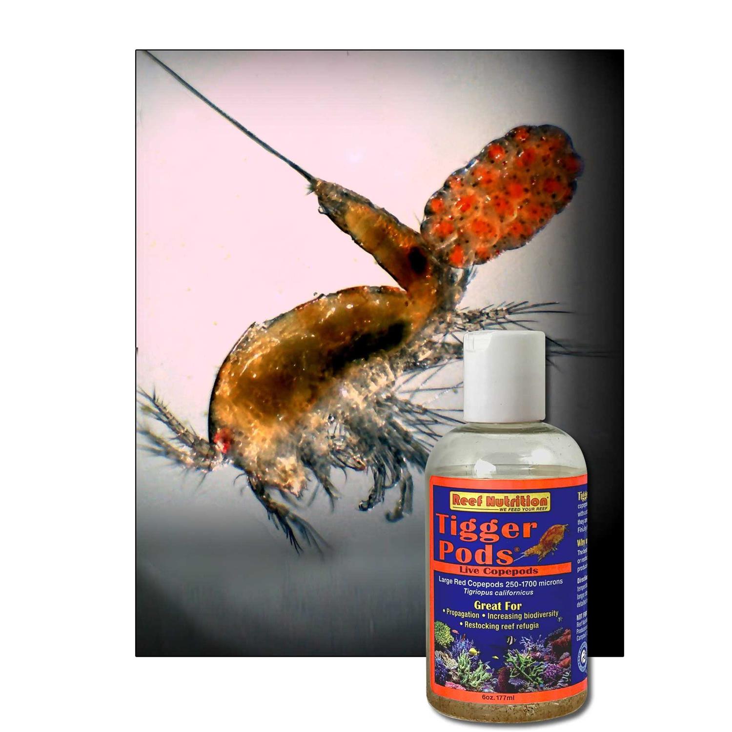 Reef Nutrition Tigger Pods