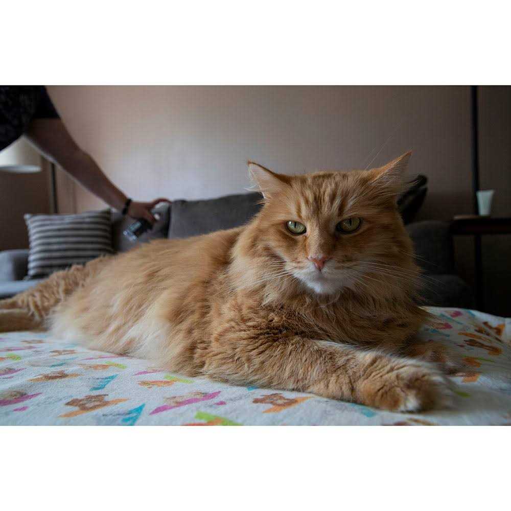 TriNova Off Furniture Spray Deterrent for Pets cats Dogs