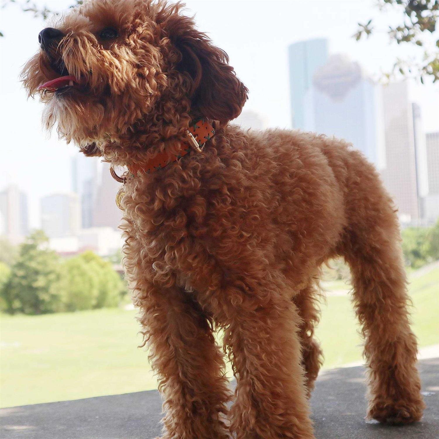 Scotch & Co Handcrafted Standard Dog Collar