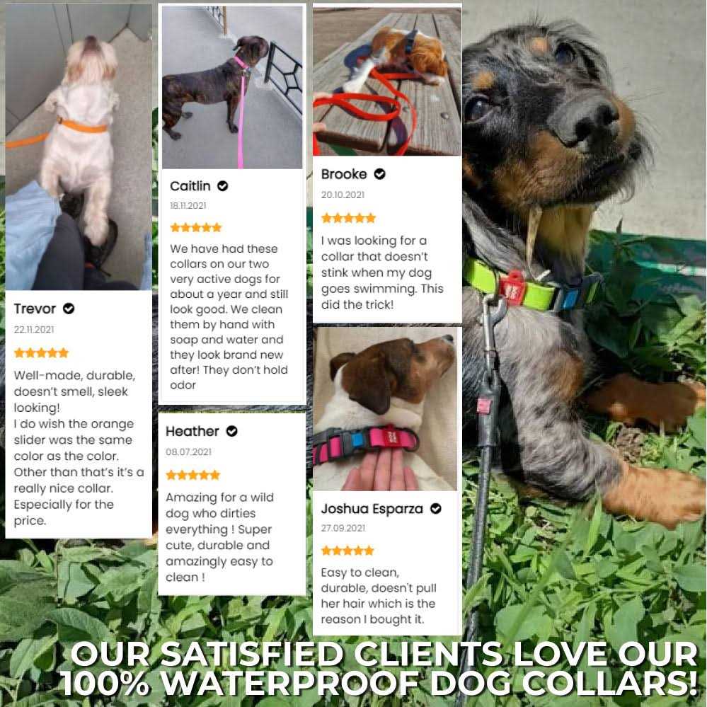 Waterproof Dog Collar with QR passport