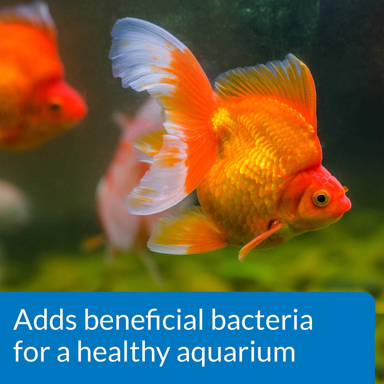 API Goldfish Protect Aquarium Water Conditioner