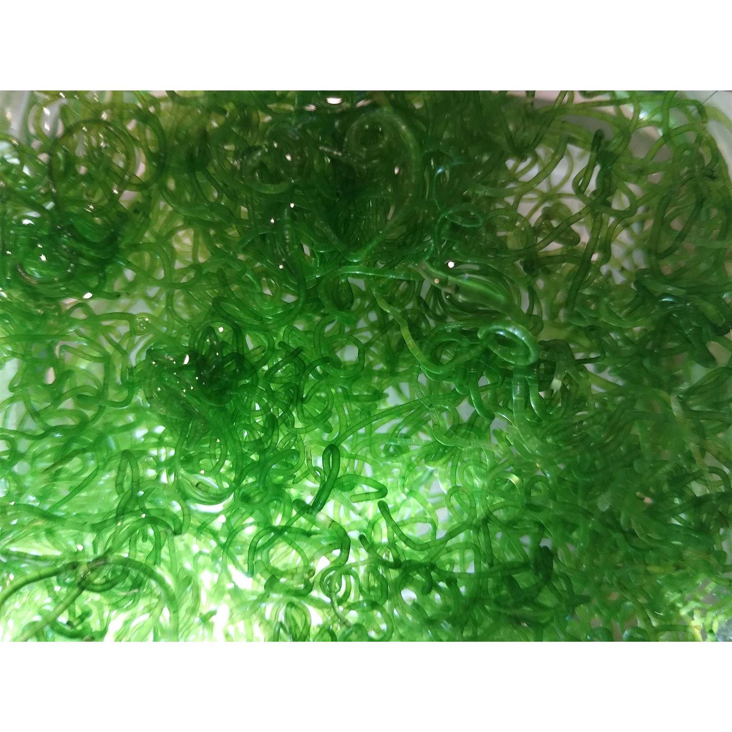 Shore Aquatic Super Clean Chaeto