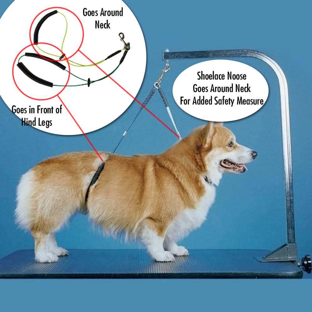 Downtown Pet Supply Dog Grooming Arm with Clamp and Grooming Loop 1 Haunch