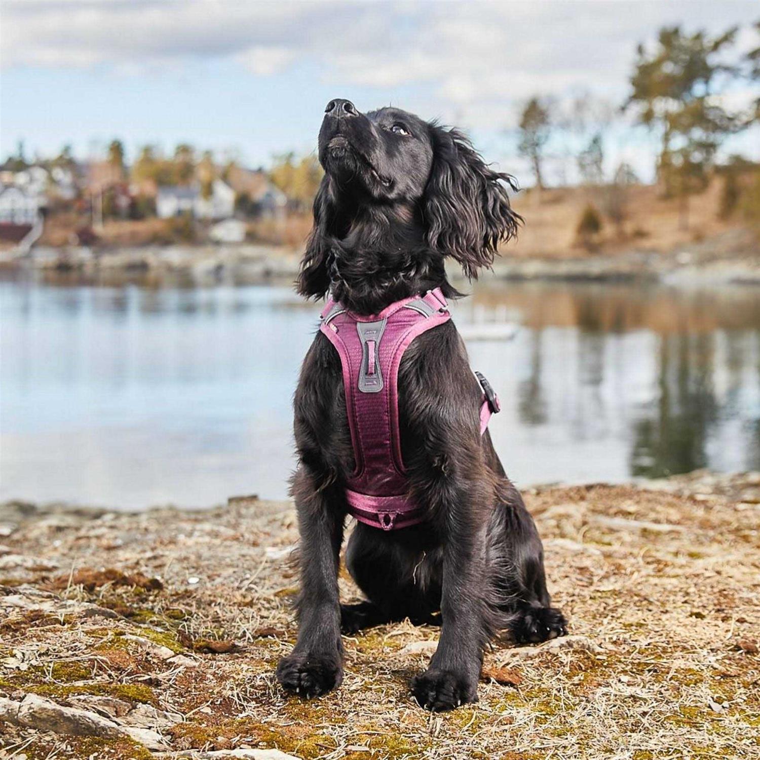 Non-stop Dogwear Ramble Harness