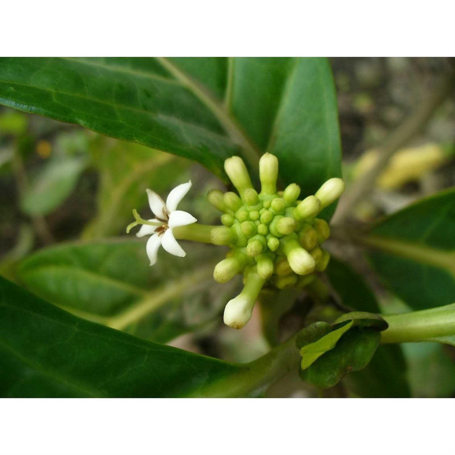 Natura Petz Organics LUMPS & BUMPS* Irregular Tissue Support* Dog Supplement