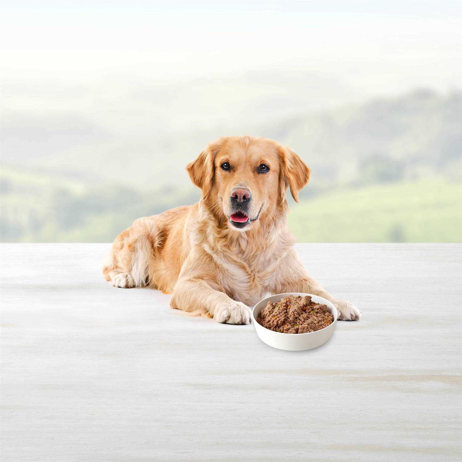 Blue Buffalo Homestyle Recipe Turkey Meatloaf Dinner Wet Dog Food