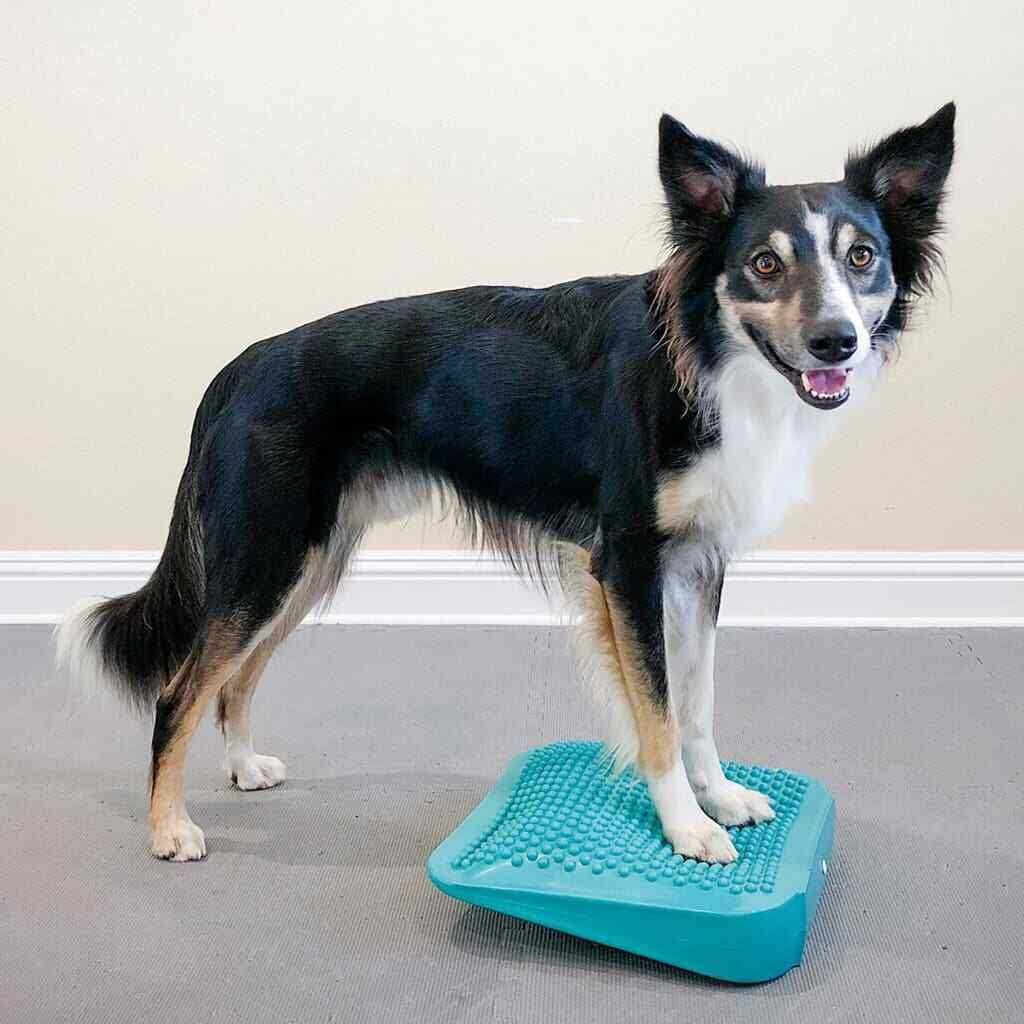 FitPAWS Ramp
