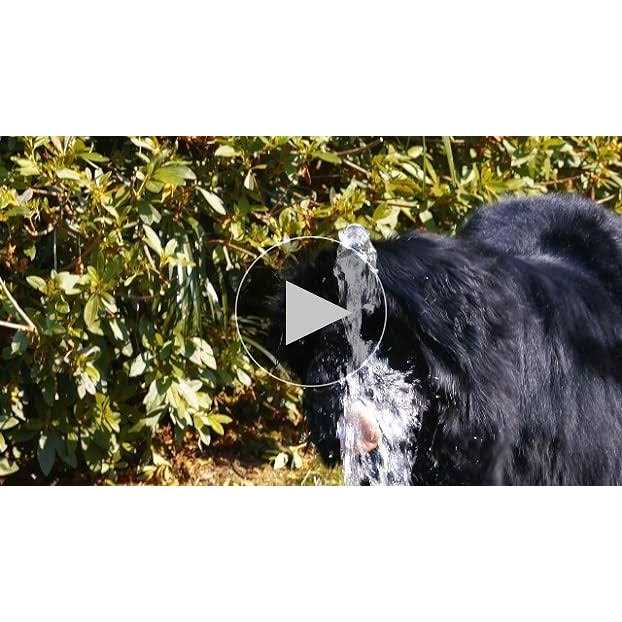 Pet Fit For Life Dog Step-on Sprinkler Dog Toy