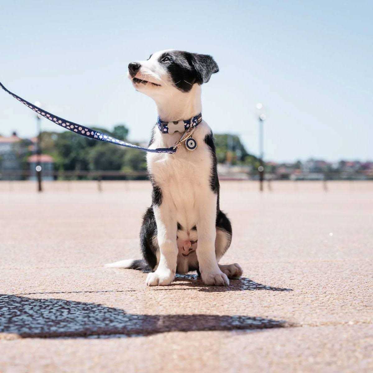 Red Dingo Enamel Pet ID Tag Evil Eye