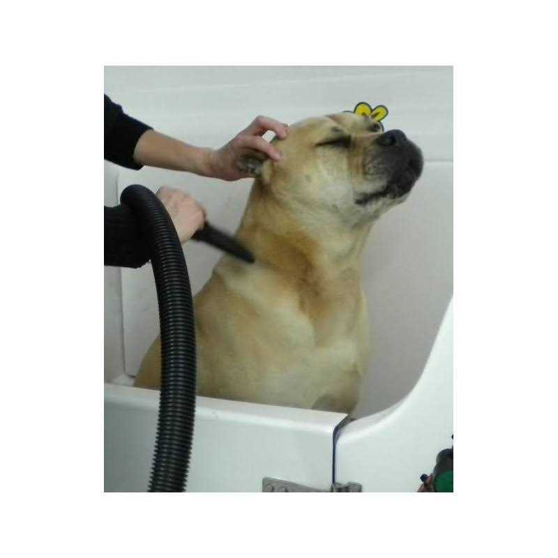 Go Pet Club Grooming Pet Hair Dryer