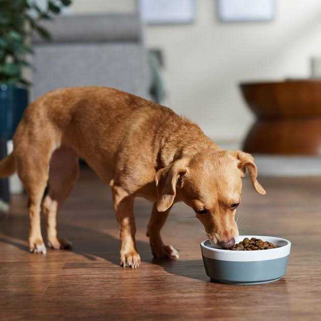 Farmina N&D Free Dog Dry Food Boar & Apple Adult Mini