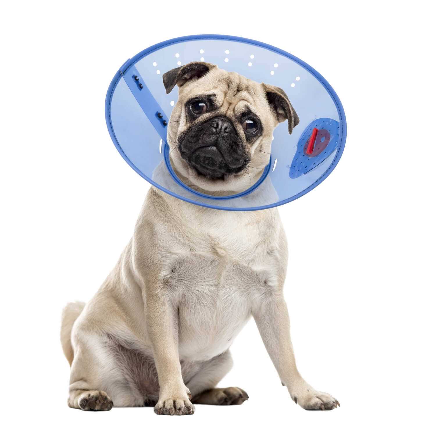 Calm Paws Calming Dog E-Collar