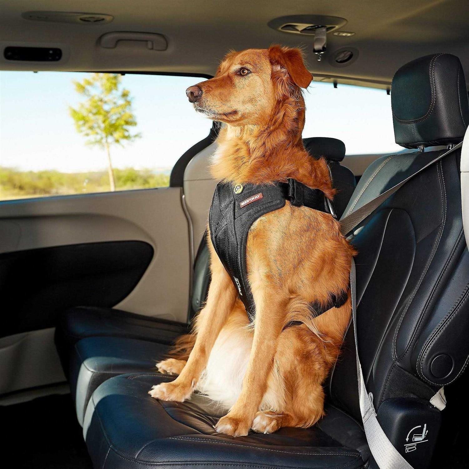 EzyDog Drive Dog Car Harness