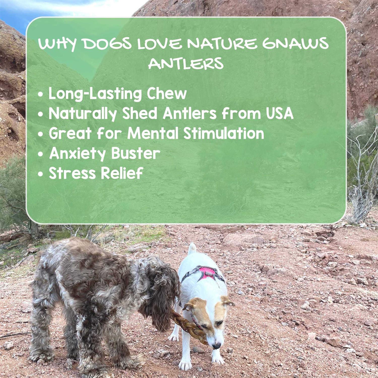 Nature Gnaws Elk Antlers for Large Dogs Premium Natural USA Antler