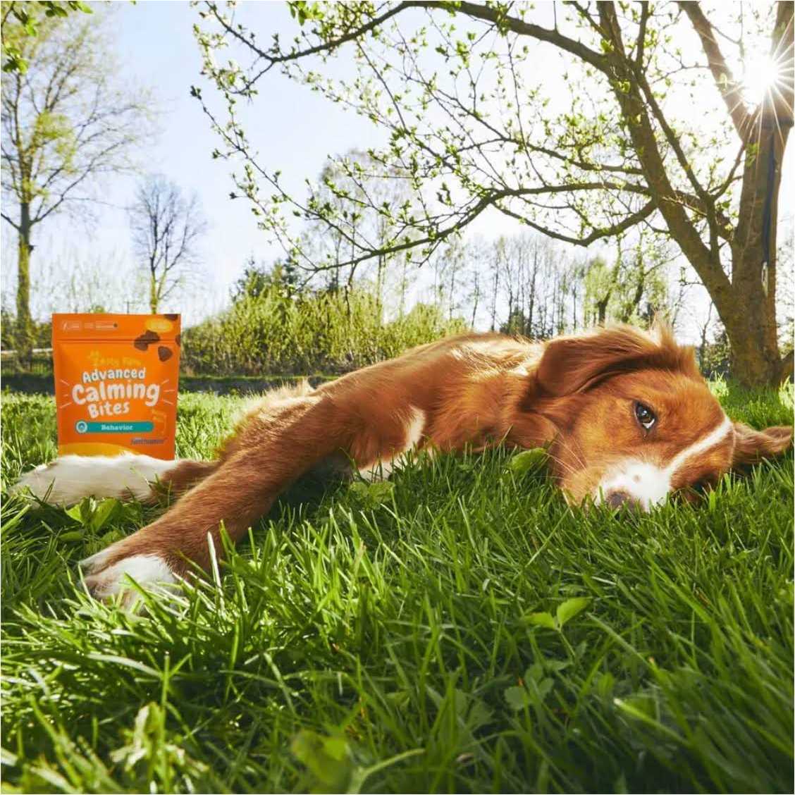 Zesty Paws Advanced Behavior Calming Bites for Dogs