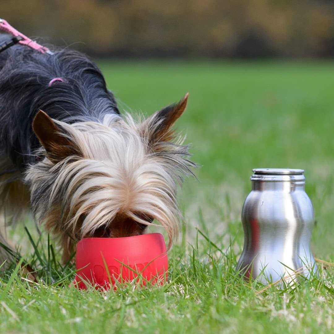 Kong H2O Stainless Steel Dog Water Bottle