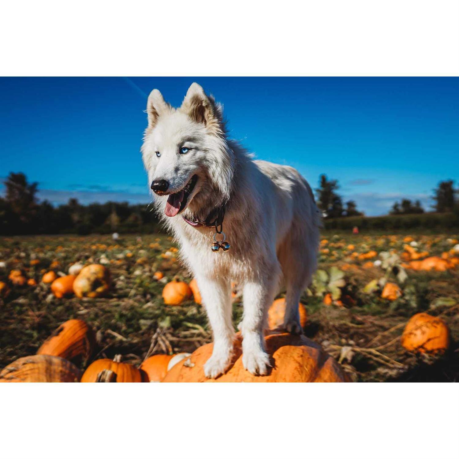 Beau’s Bells 2 Extra Loud Cat & Dog Bells