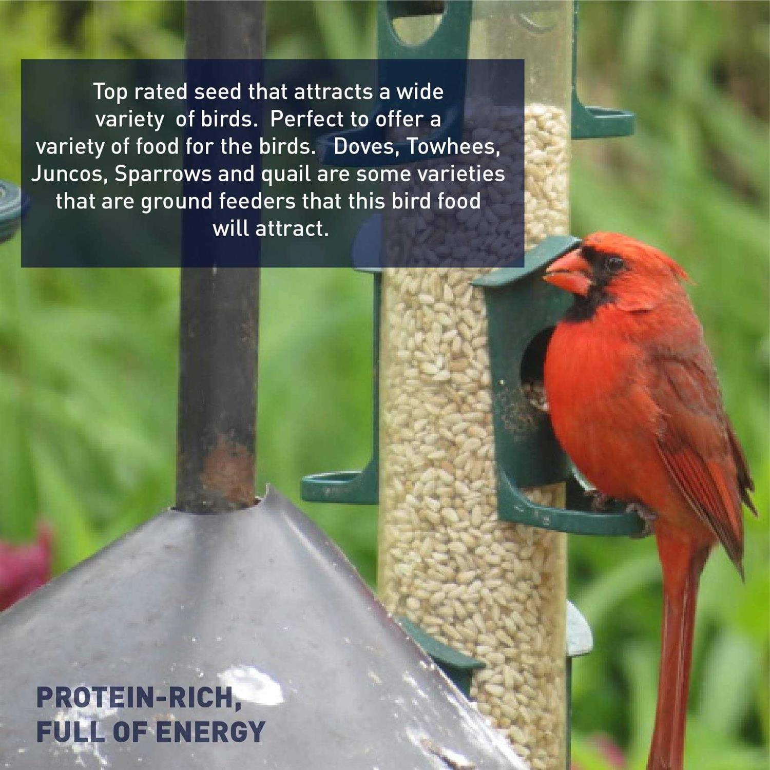 EASYGO PRODUCTS Sunflower Kernels Sun Flower Chips Wild Bird Food 50 lb