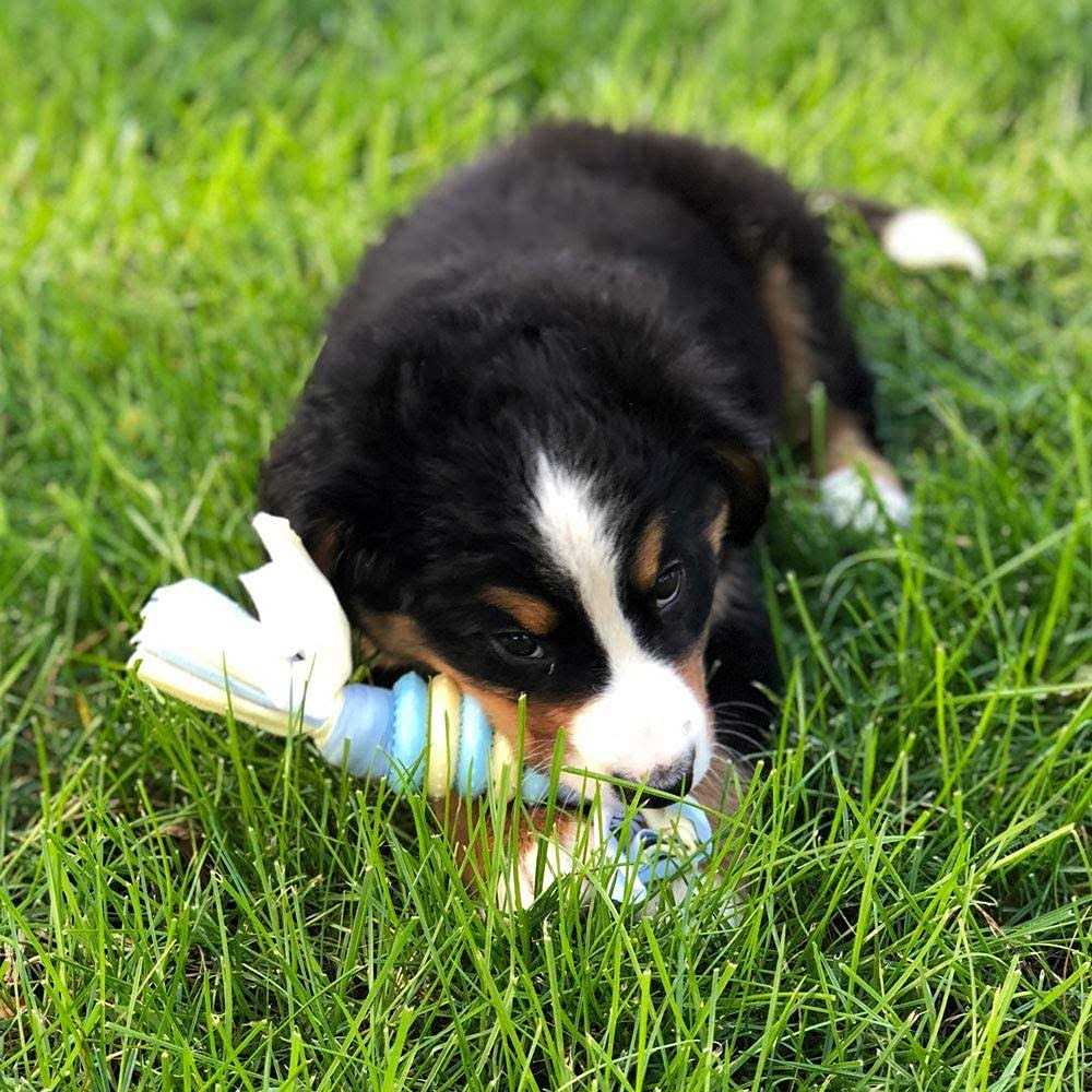 Snuggle Puppy Starter Kit