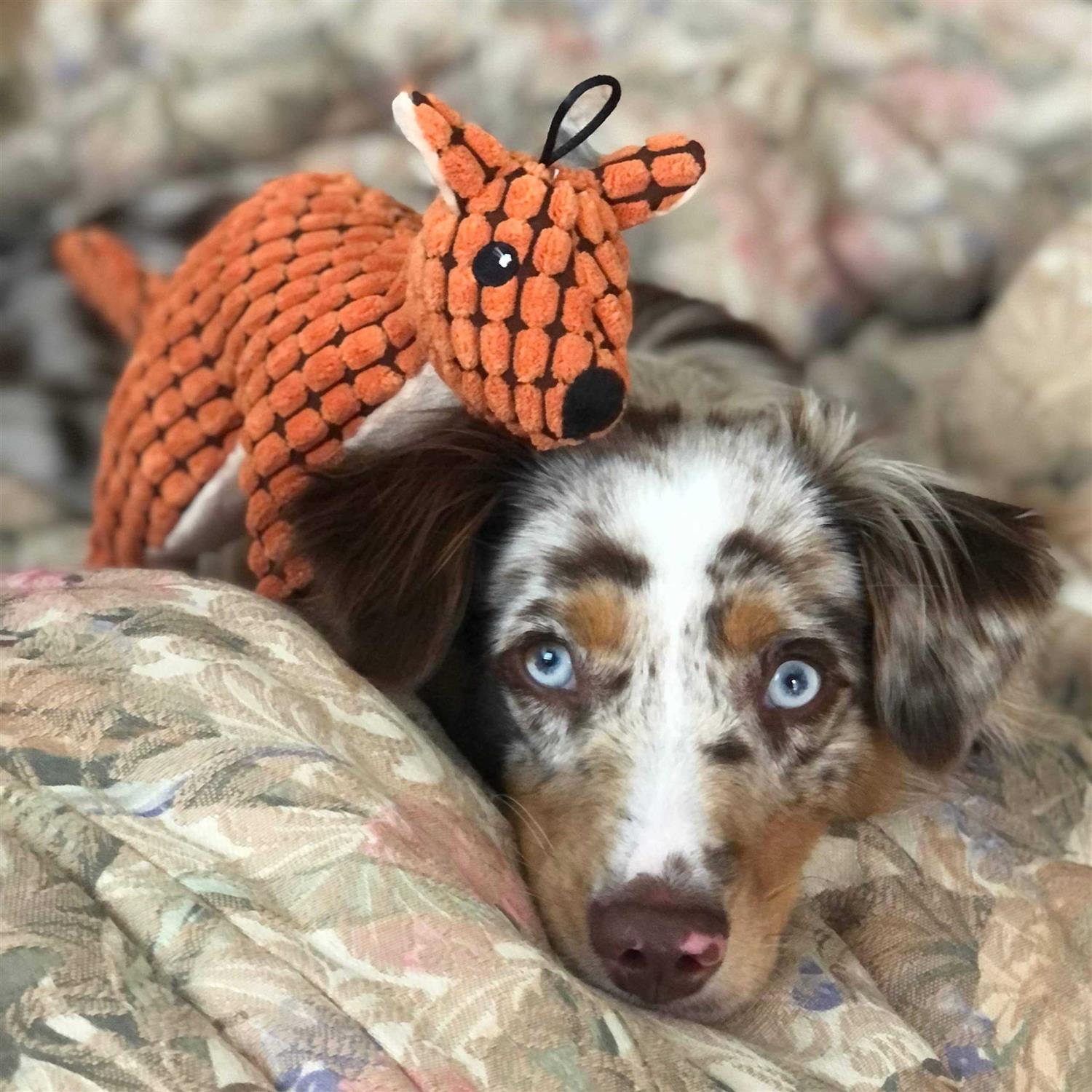 SmartPetLove Tender-Tuffs Big Shots Aussie Kangaroo Cuddly Pet Toy Stuffed Plush Dog Toy and Cute Squeaky Dog Toys for All Life Stages