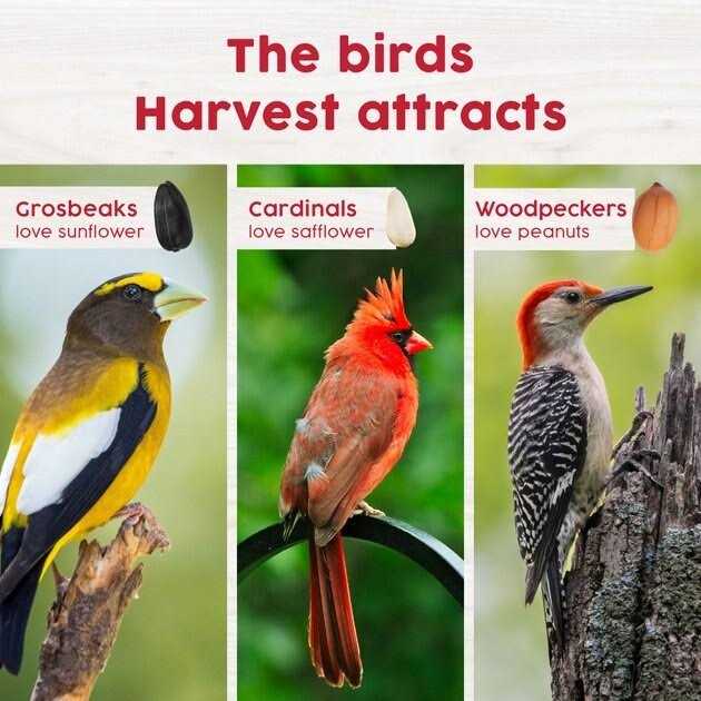 Harvest Seed & Supply Red Berry & Nut Bird Food