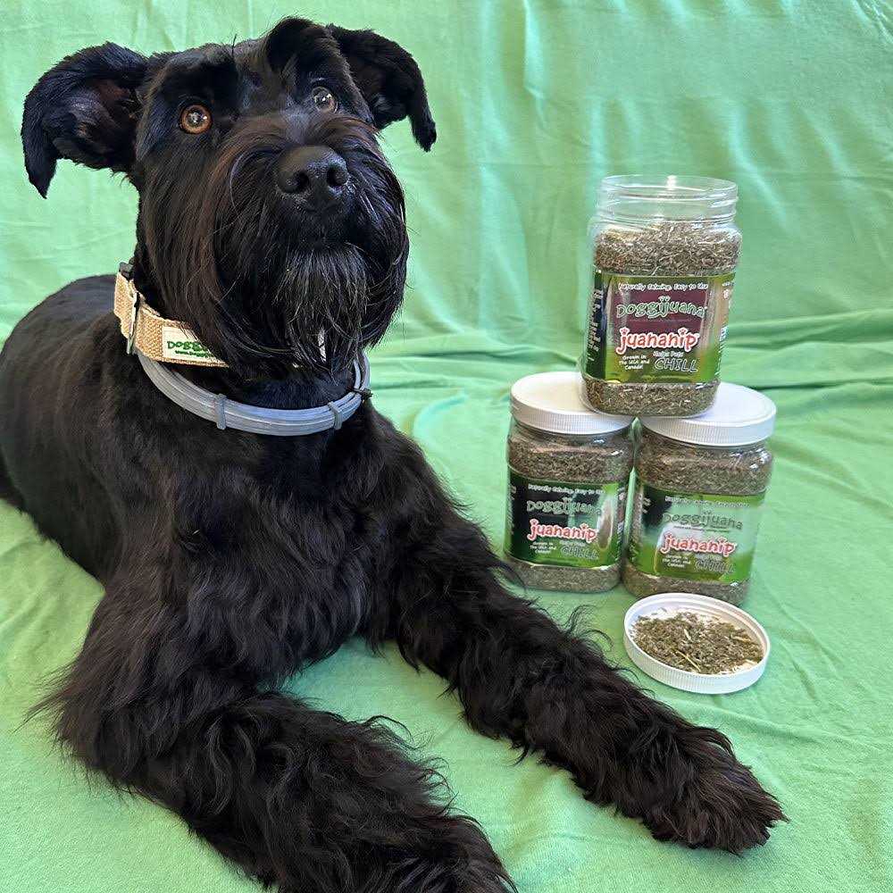 Doggijuana Juananip 3.67-oz jar