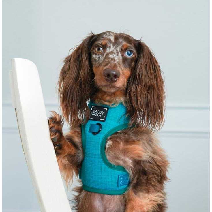Adjustable Harness Sassy Woof
