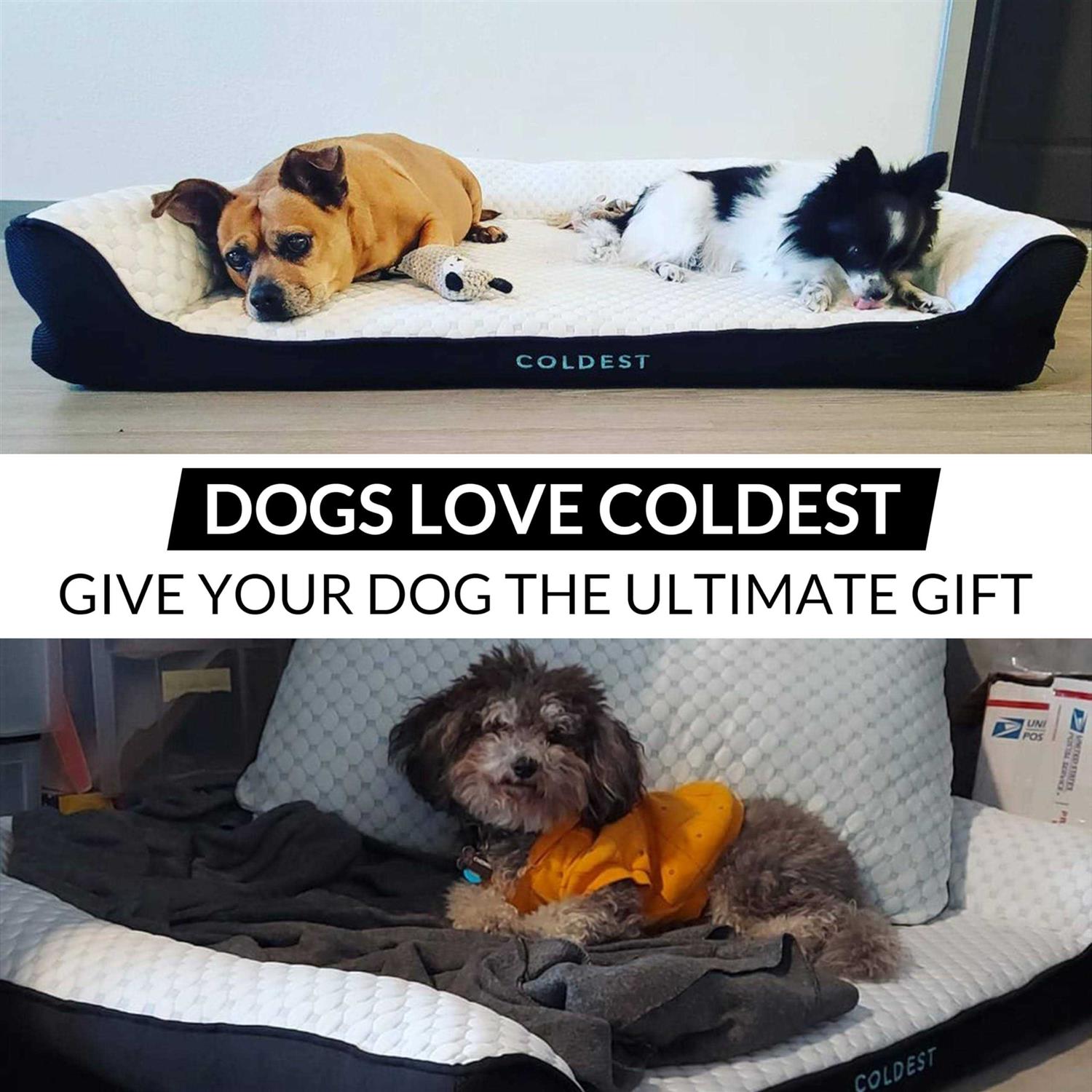 Coldest Cozy Dog Bed Cooling Medium Dog Beds