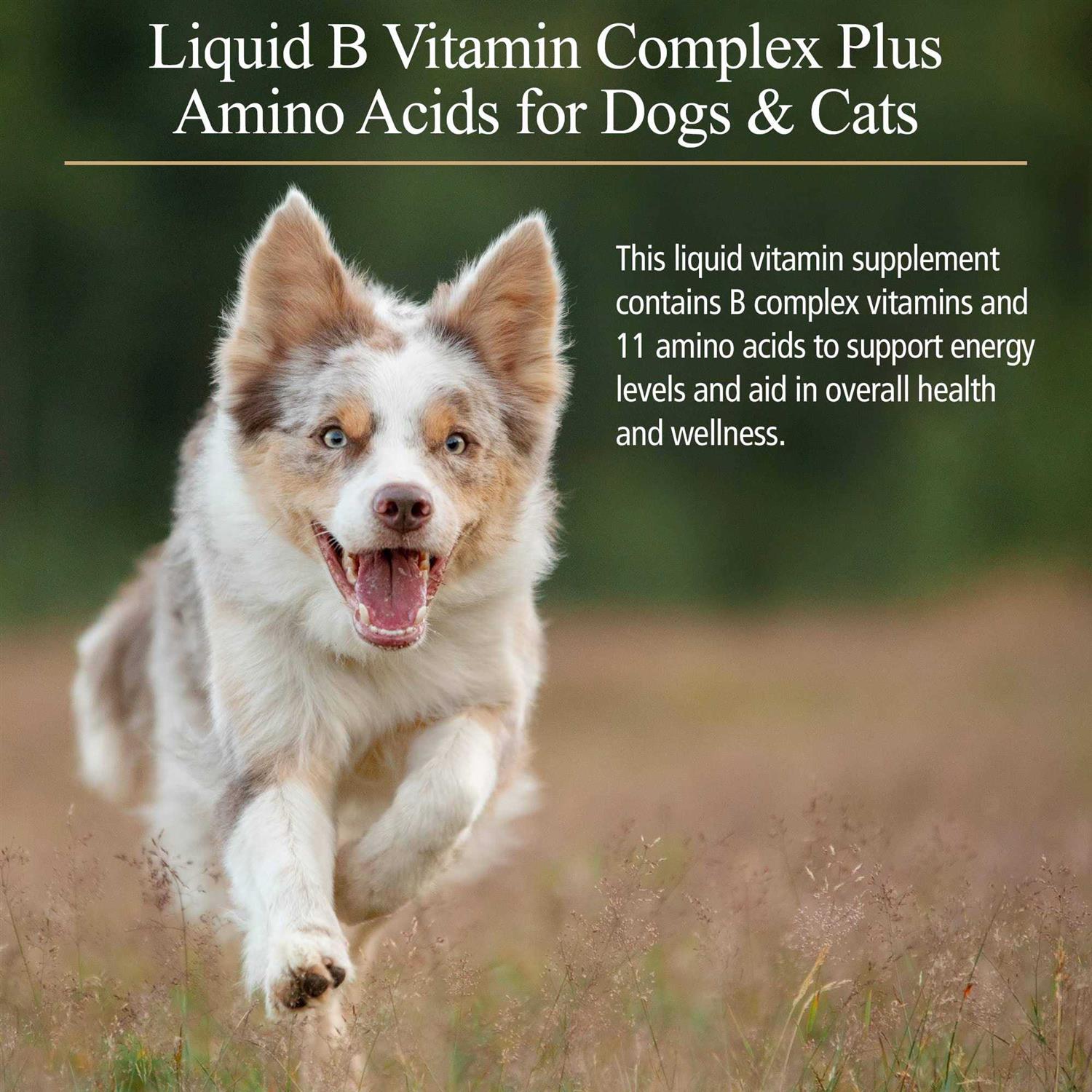 Rx Vitamins Amino B-Plex for Pets