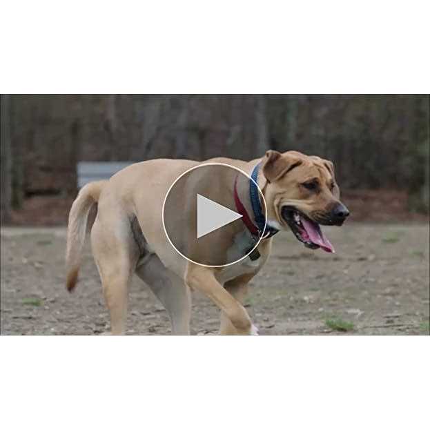 DreamBone Chicken Dog Chews