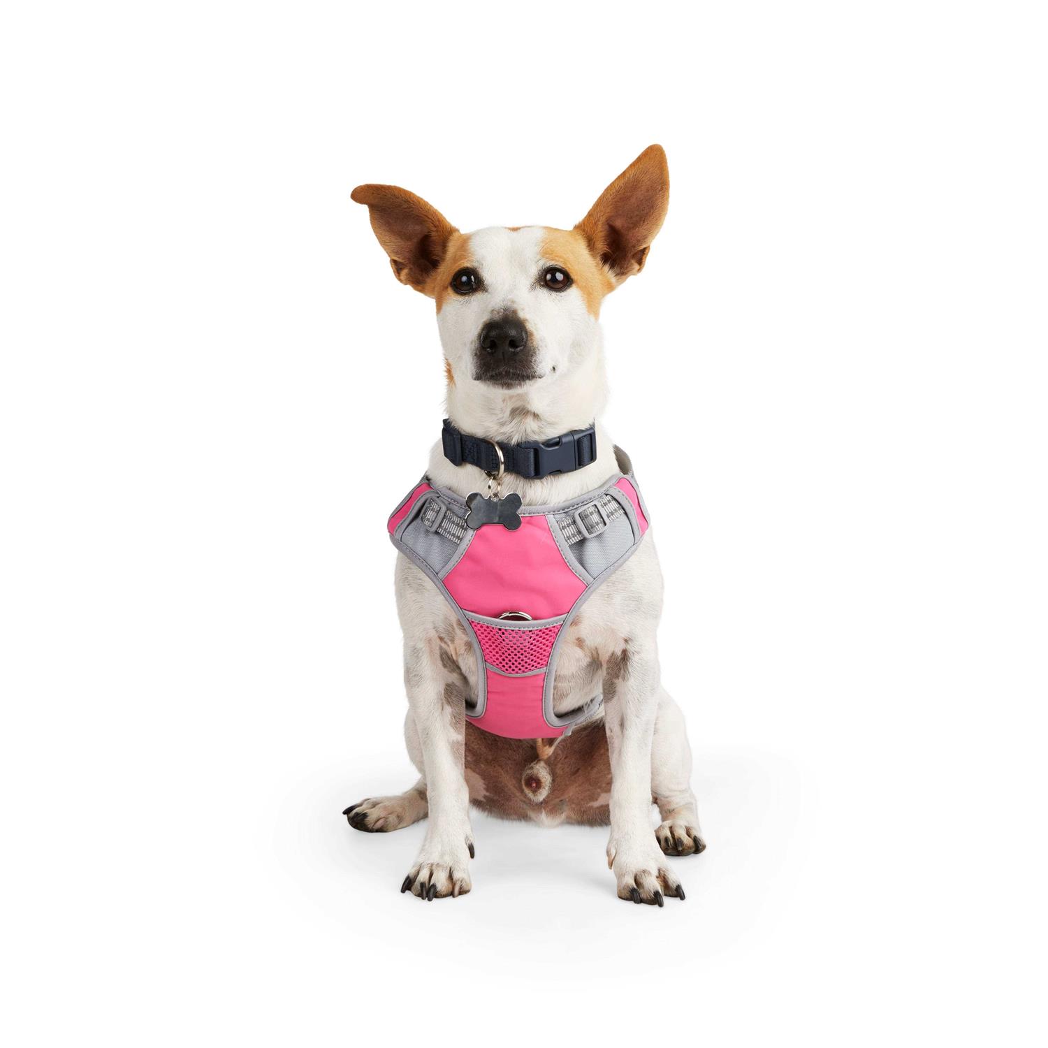 EveryYay Embrace The Pace Reflective Dog Harness