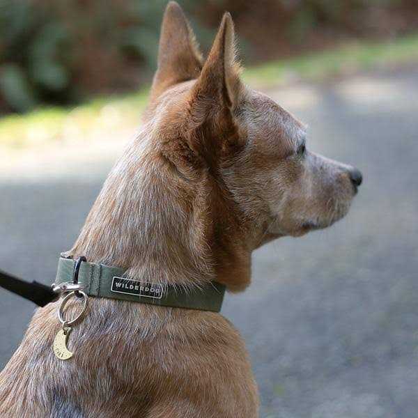 Wilderdog Waterproof Collar