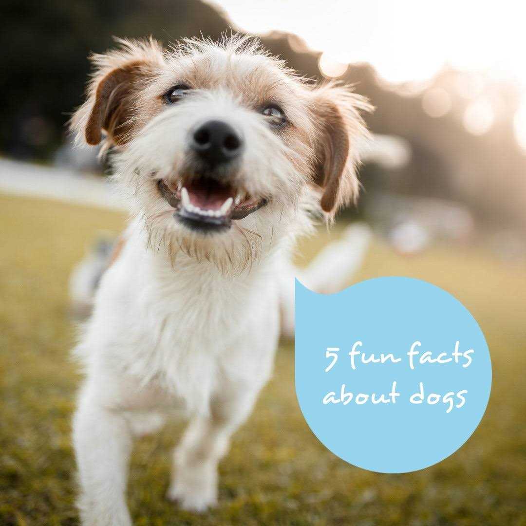 ProDen Dog Plaqueoff Bites Hip 6oz