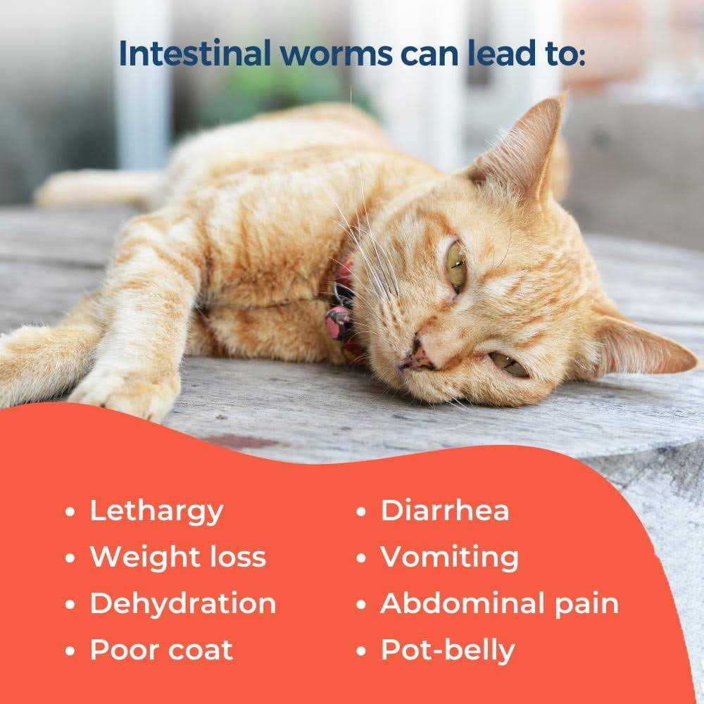 BestLife4Pets Broad Spectrum Dewormer for Cats and Kittens