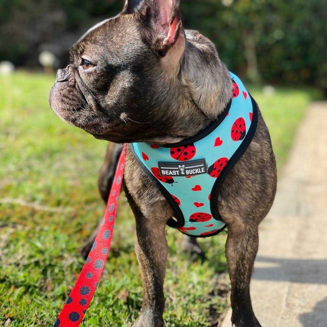 Beast & Buckle Reversible Dog Harness