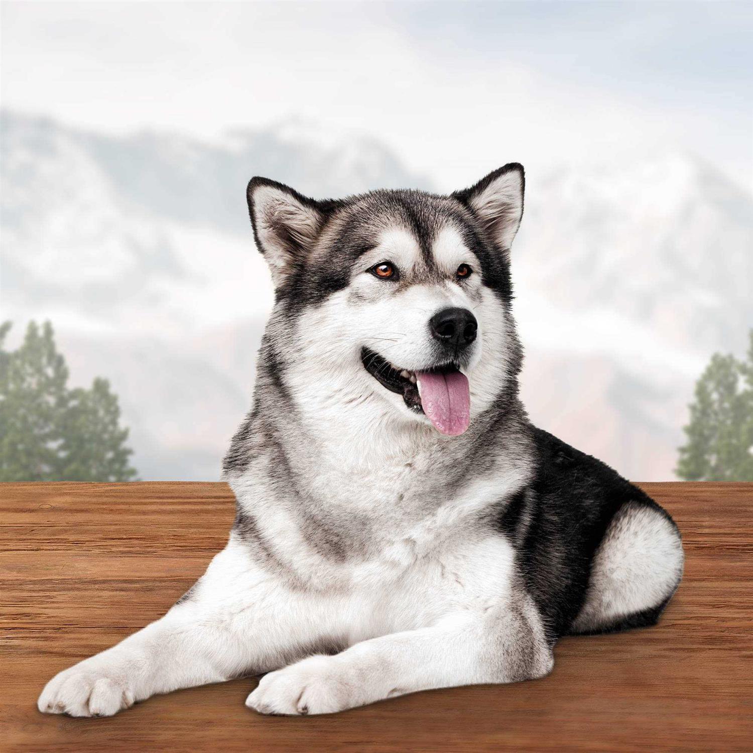 Blue Buffalo Wilderness Wild Bones Dental Dog Treats