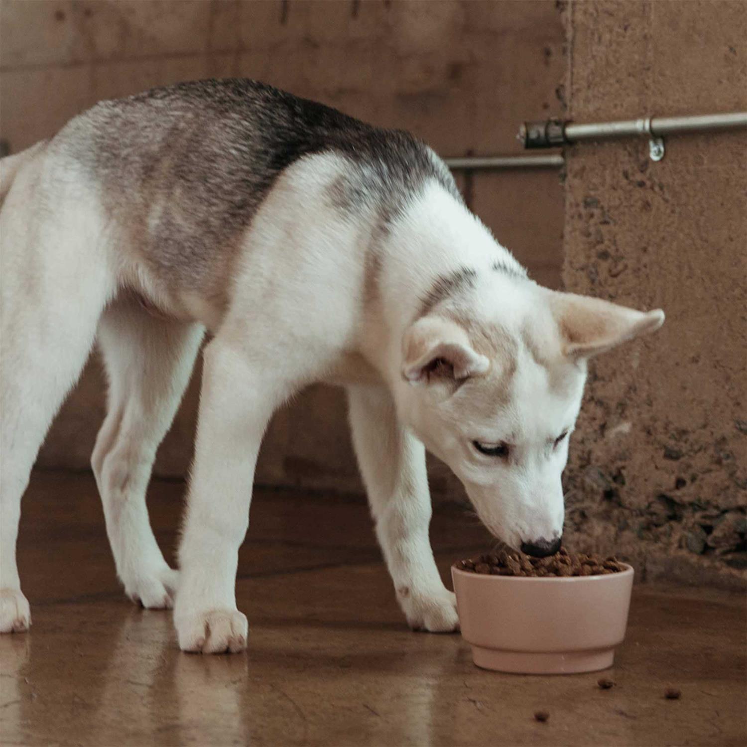 Jinx Salmon Sweet Potato Carrot Grain Free Dog Food