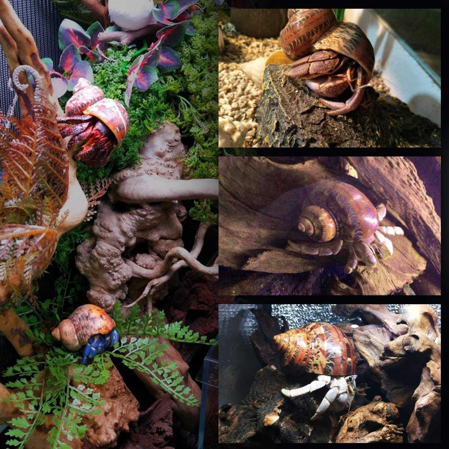 PPCLION 14Pcs 14 Kind Natural Hermit Crab Shells Size 1 3.5