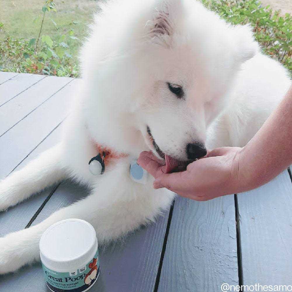 Great Pets Great Poop Probiotics for Dogs Fiber for Dogs Supplement with Dog Probiotics and Digestive Enzymes for a Healthy Gut