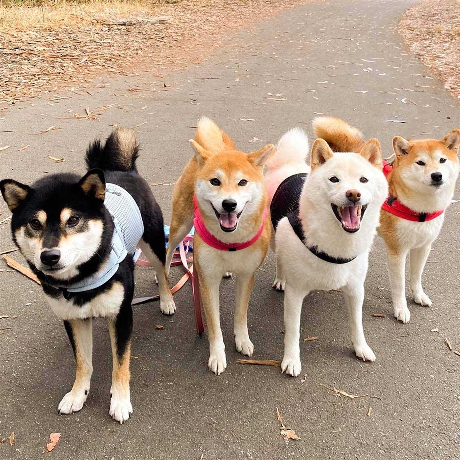 Sleepypod Martingale Walking Dog Harness