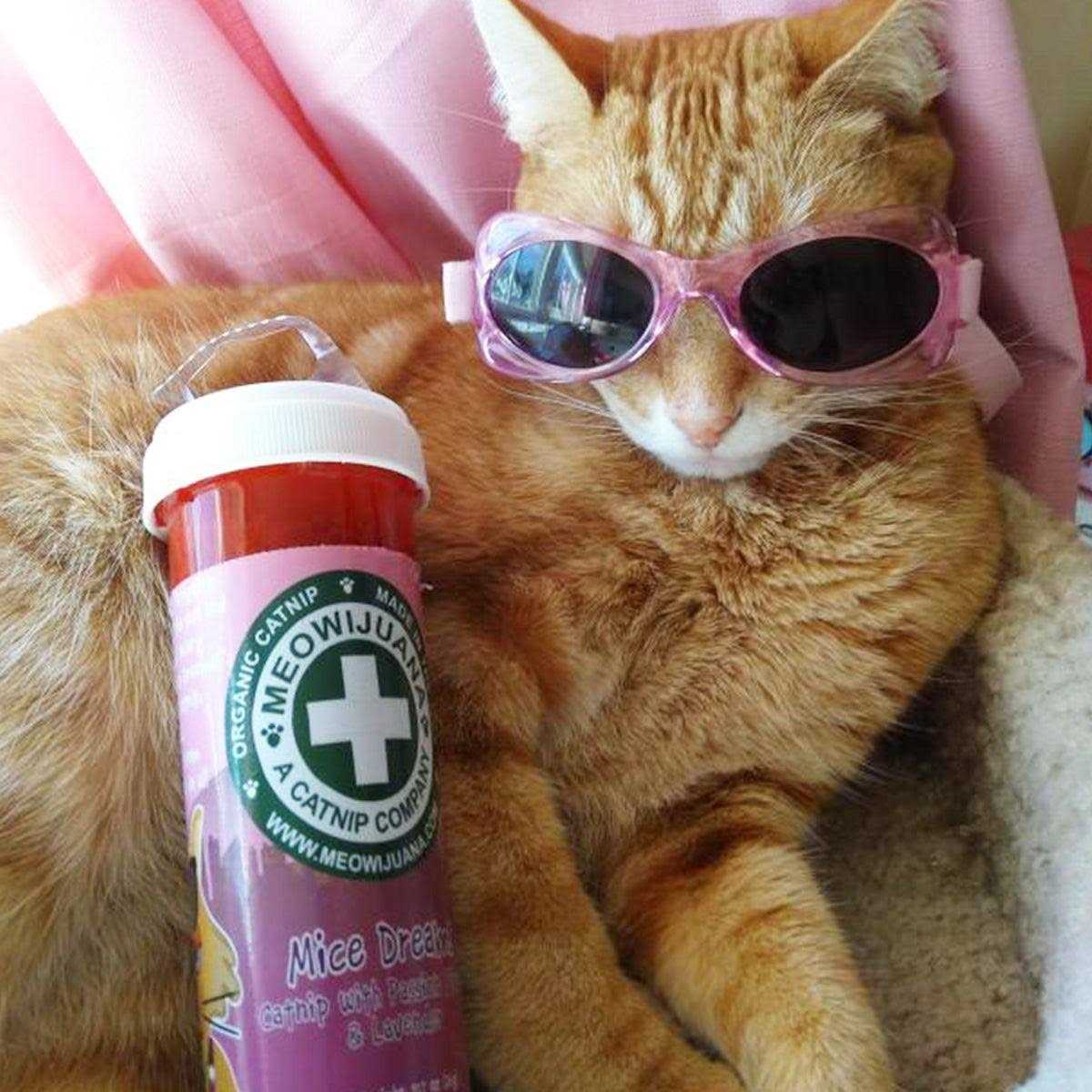 Meowijuana Mice Dreams Passion Flower Lavender Catnip Blend