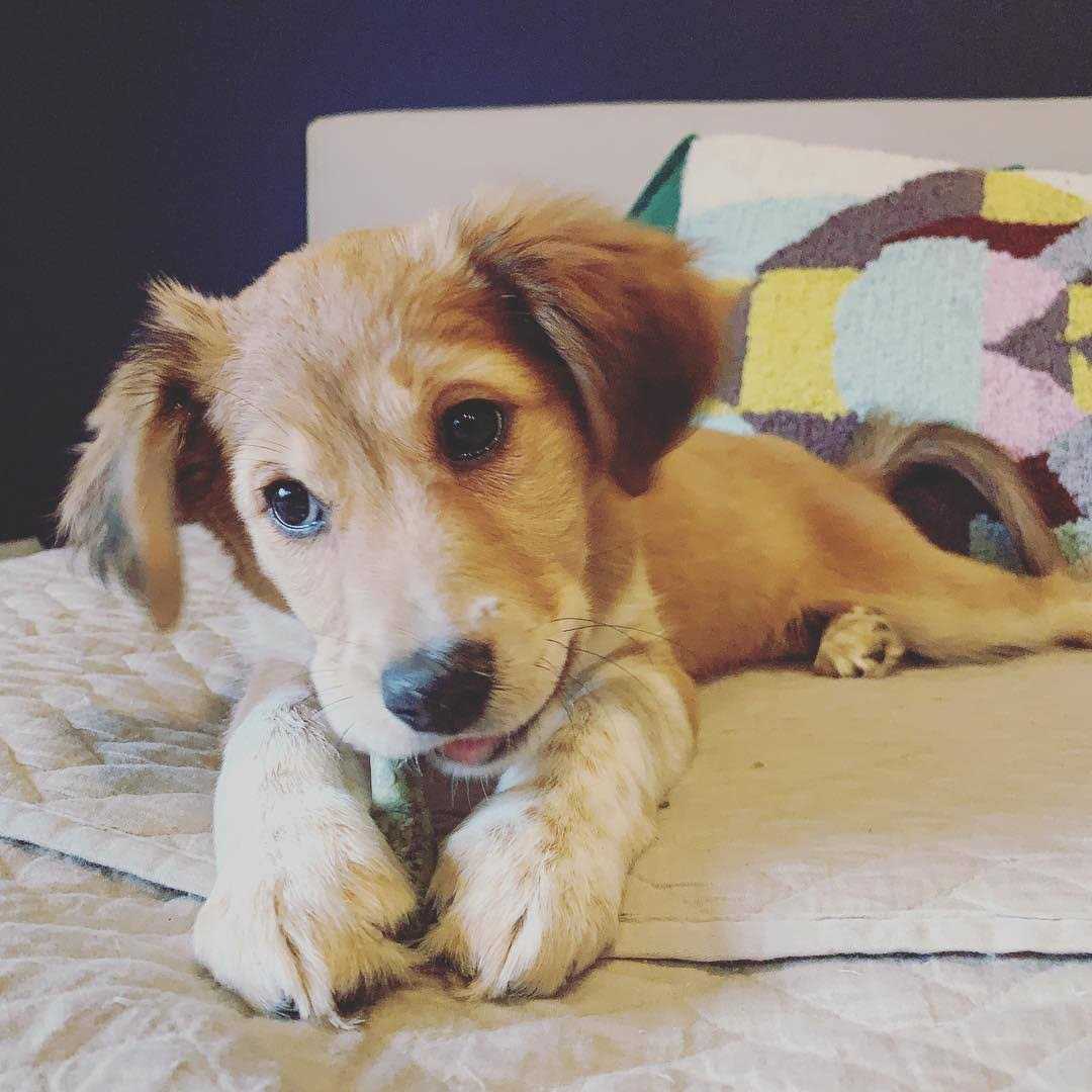 Nylabone Moderate Chew Flexichew Bone Bacon & Peanut Butter Flavor