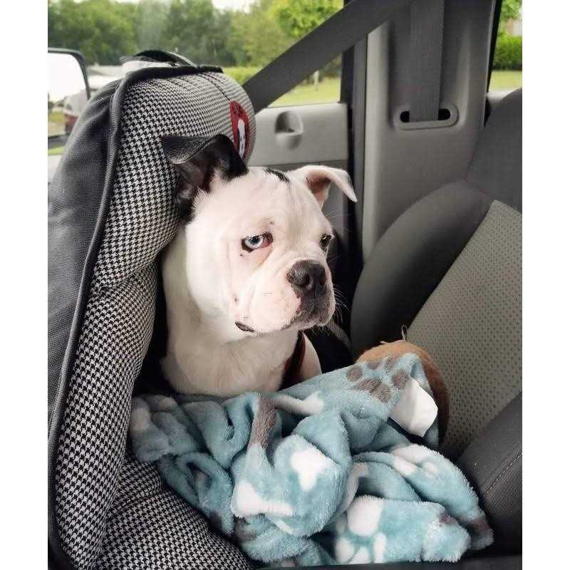 PupSaver Dog Car Seats for Small and Medium Dogs Travel Booster Pet Seat |Crash-Tested Dog Bed for Cars