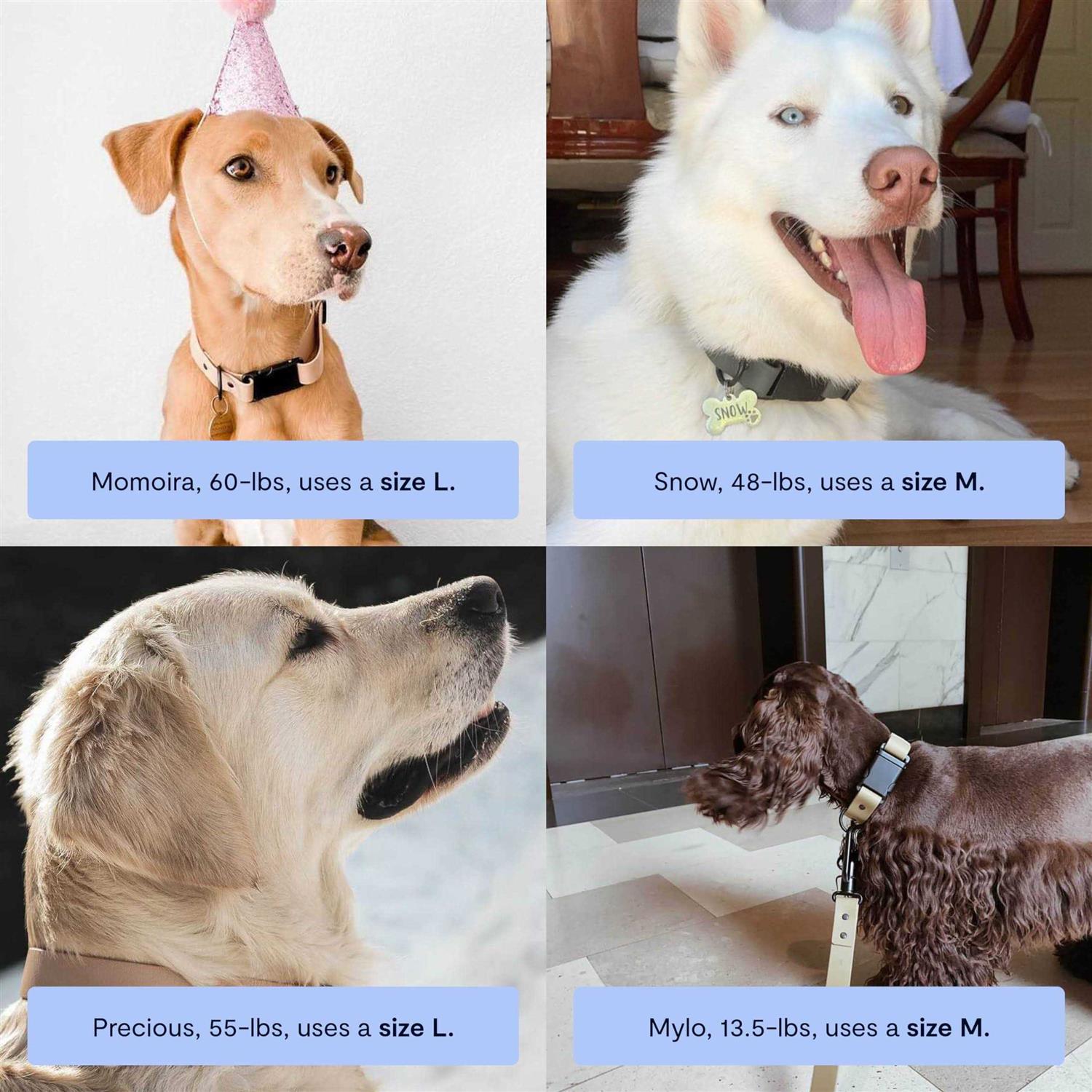 Fable Pets Signature Dog Collar