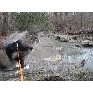 Kitty Holster Cat Harness