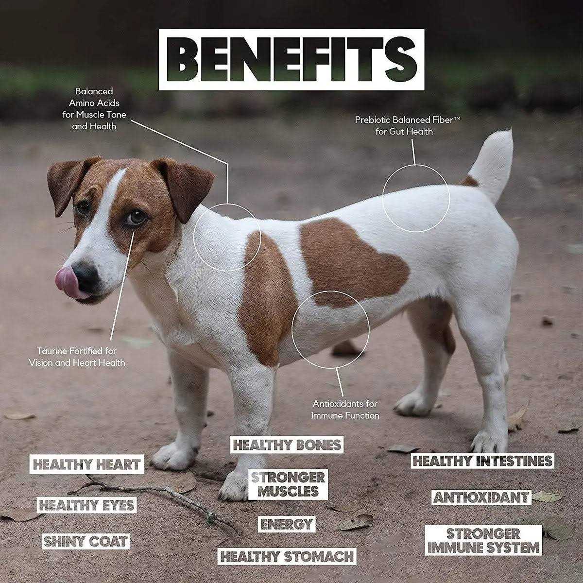 Lucy Pet Formulas for Life Salmon