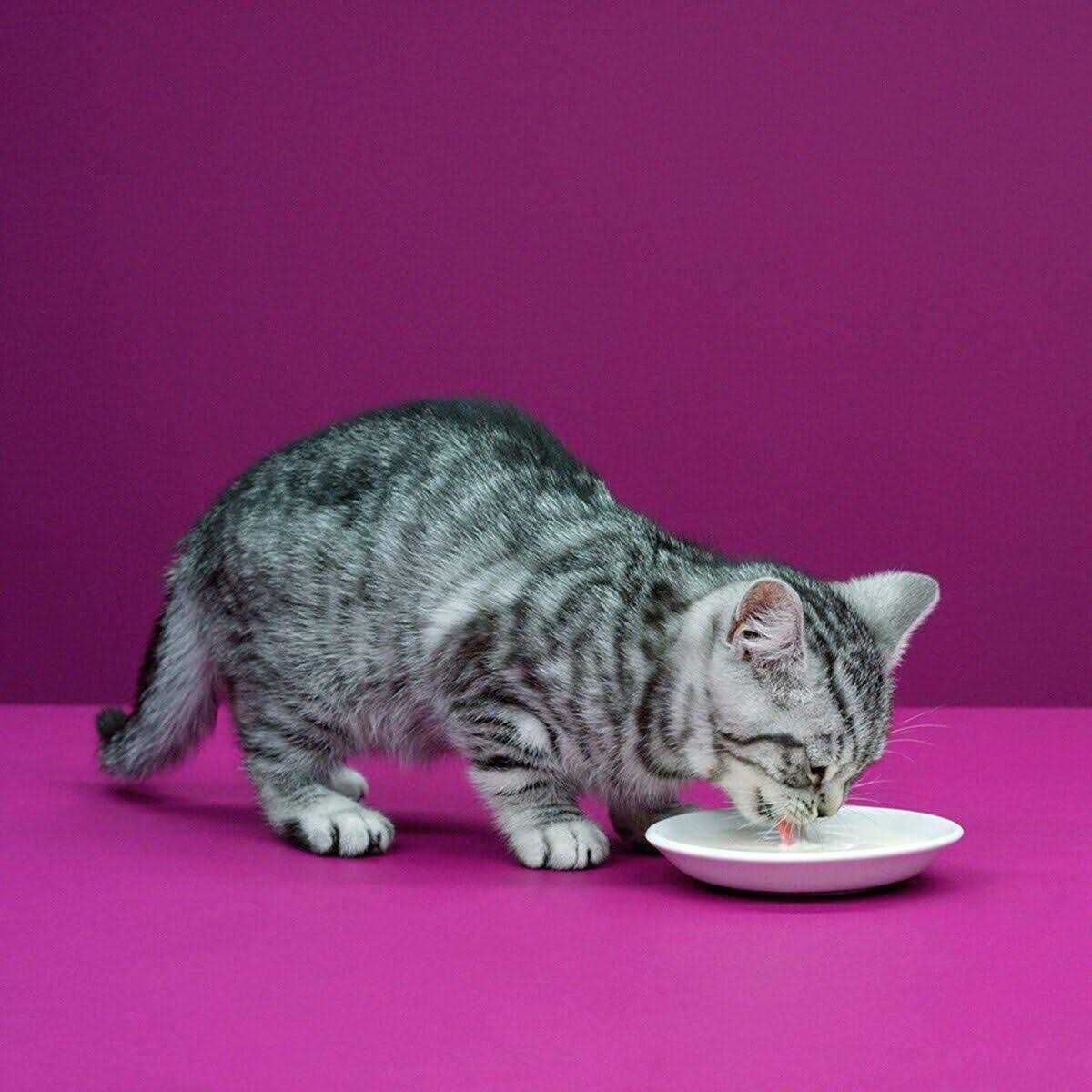 Whiskas Cat Milk