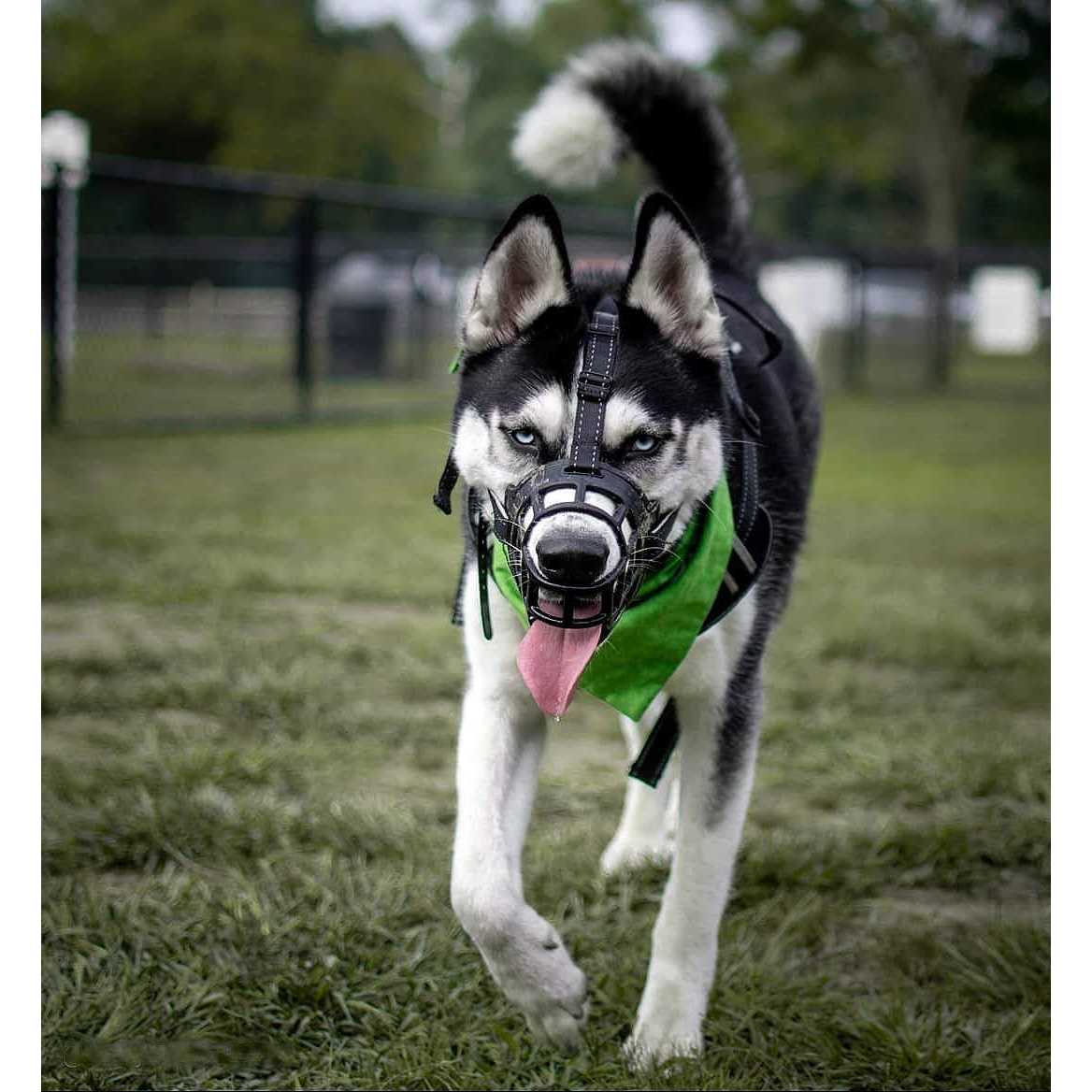 Barkless Dog Muzzle,Soft Basket Silicone Muzzles for Dog, Best to Prevent Biting, Chewing and Barking, Allows Drinking and Panting