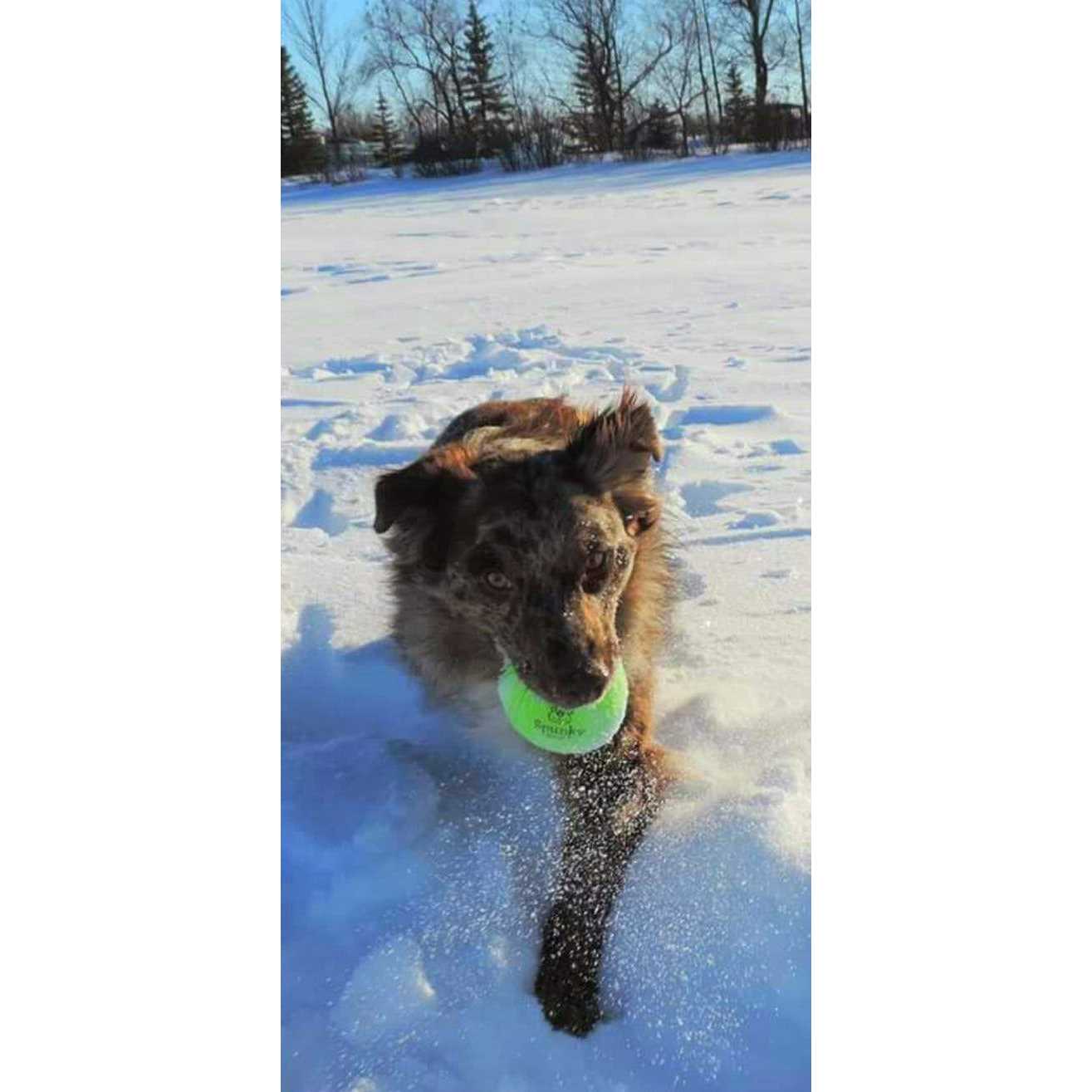 Spunky Pup Fetch Glow Ball