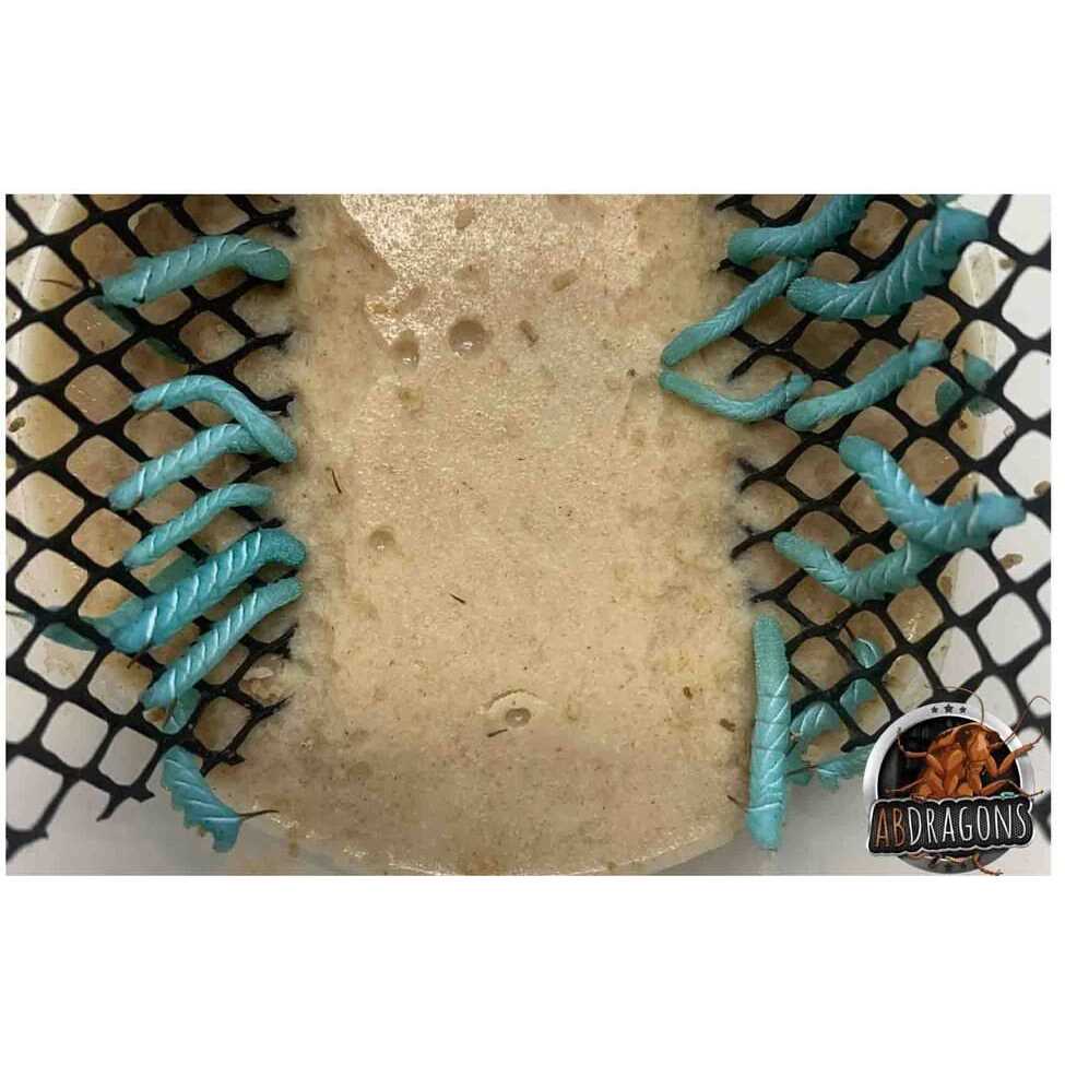 ABDragons Dubia Small Roach Hornworm & Superworm Live Feeder Combo Reptile Food